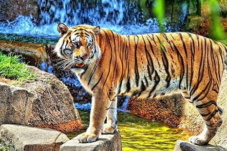 Amazon 滝のそばに立っている虎の壁紙 動物の壁紙 キャンバス ステッカー 印刷 壁紙ポスター はがせるシール式 写真 特大 絵画 壁飾り105cmx70cm ウォールステッカー オンライン通販