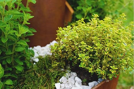 Novaliv – Espiral de Hierbas, óxido Natural, Caracol para Plantas ...