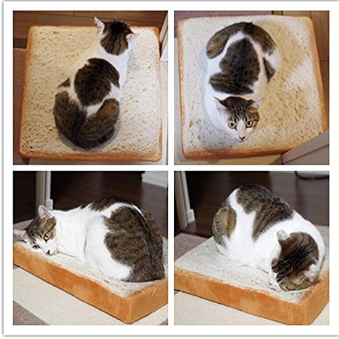 toast cat bed