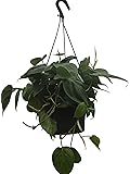 Philodendron kaufen Philodendron kaufen