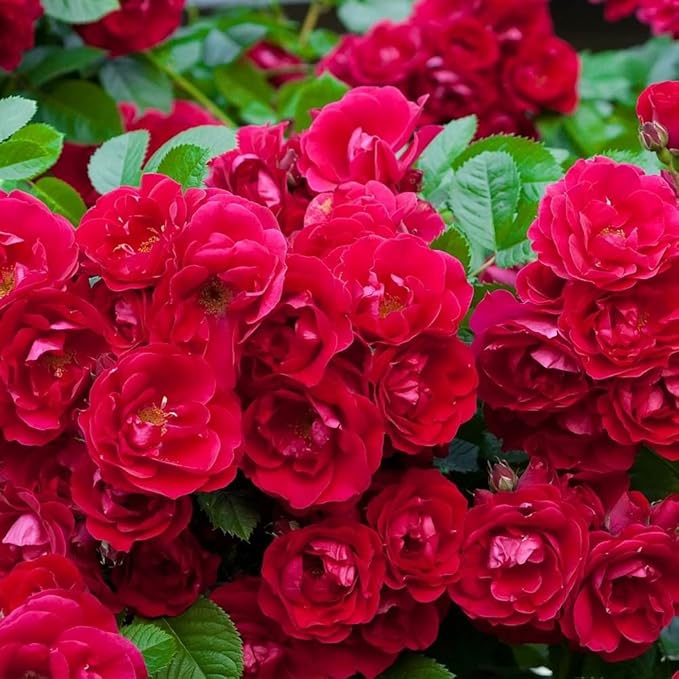 Rosa polyantha The Fairy Red - Fairy Rose - Plant in 9 cm Pot: Amazon