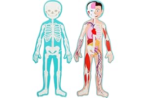 Blue Panda Interactive Magnetic Human Body Model - 3 ft, 17-Piece Double-Sided Anatomy Set for Kids - Human Anatomy with Organs, Educational Skeleton & Body Parts