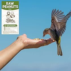 THE AMISH ECO-FARM | Fancy Size | Bulk Raw Peanuts