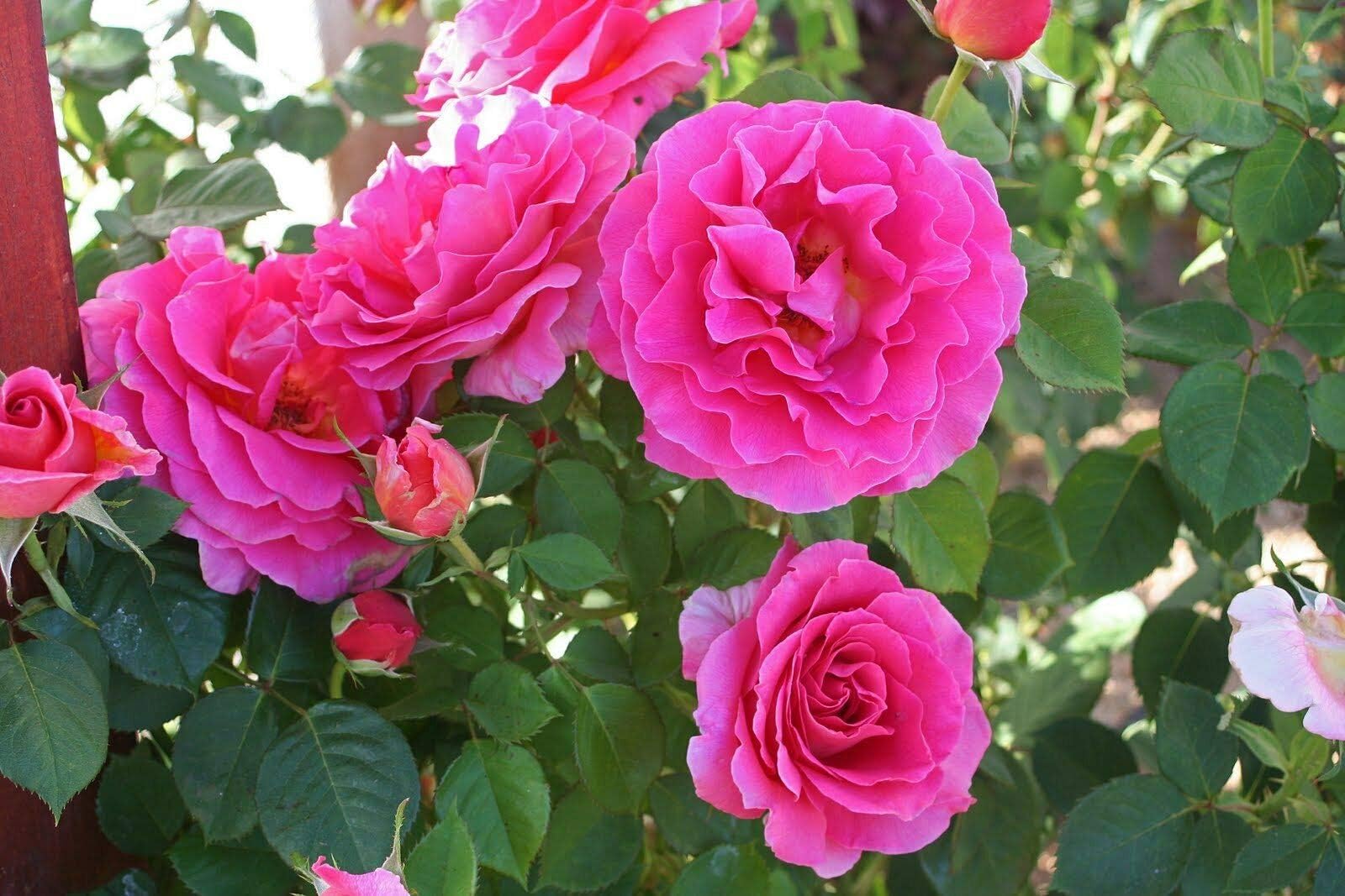 Rose Bush Seeds - GENTLE GIANT - Hybrid Tea Rose - Beautiful Blooms - 20 Seeds