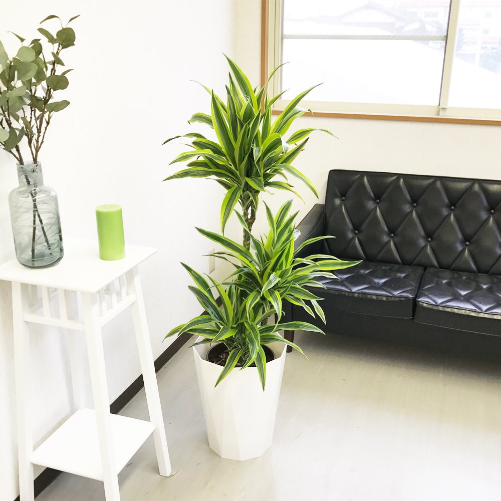 楽天 ドラセナ ワーネッキー レモンライム スタイリッシュな白色鉢カバー付 観葉植物 中型 大型 インテリア B01csrwk 値引 Www Saivishram Com