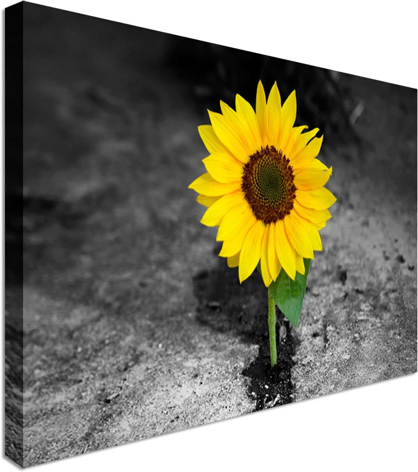Sunflower In Darkness - Flower Canvas Art Wall Print Home Interior 12x16 inches | Canvas Art Wall Print, classic style canvas prints, premium wooden frames