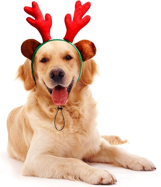 amazon dog christmas