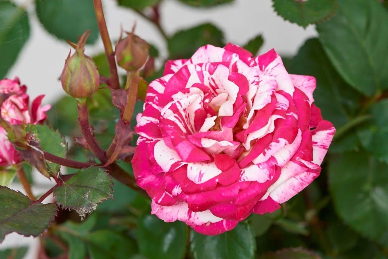 Rosa Patiohit Gaiana New Compact Rose Plant in 10.5cm Pot Amazon