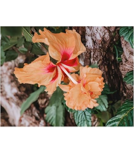 Amazon.com : White Dainty Lafrance - Tropical Heirloom Hibiscus