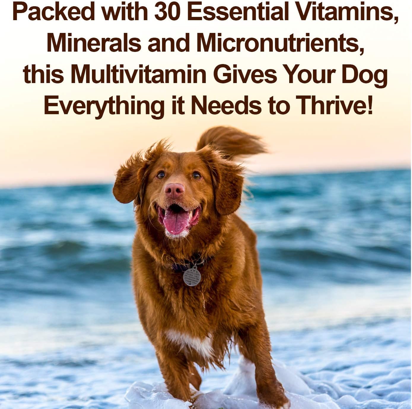 NEXPAW Multivitamins for Dogs. All-in-One Daily Dog Vitamins and Supplements for Joints, Immune System, Digestion, Skin & Coat. 120 Wheat Free Soft Chews : Pet Supplies
