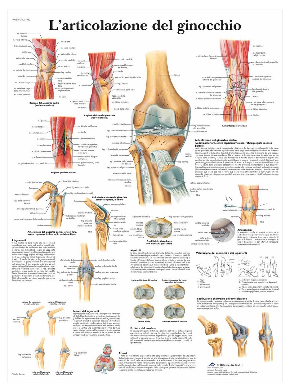 3B Scientific – Laminated Urinary Tract Chart – Anatomy & Physiology – UV & Dust-Protected Poster for Study, Teaching & Clinics