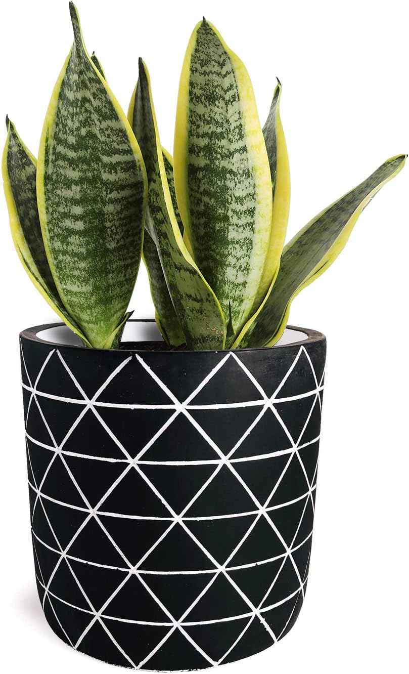 Gepege Cement Succulent Planter 6 Inch Flower Pot, Concrete Modern Planter