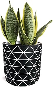 Gepege Cement Succulent Planter 6 Inch Flower Pot, Concrete Modern Planter