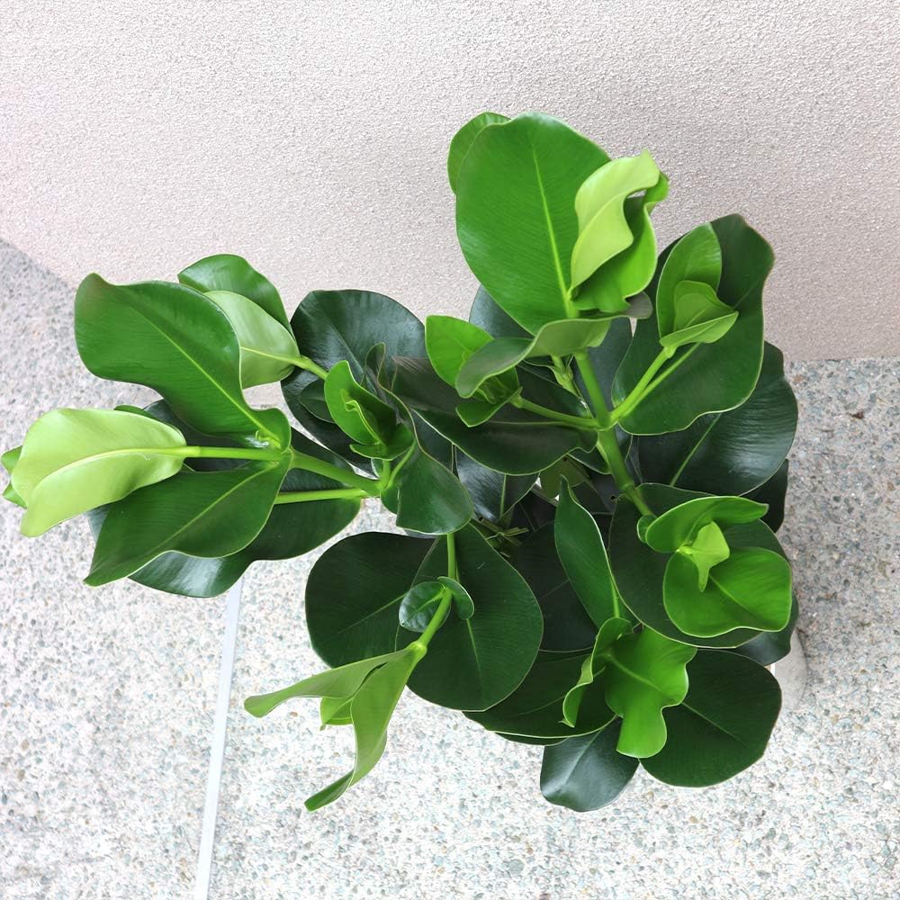 Amazon Co Jp クルシアゴム 観葉植物 中型 8号プラスチック鉢 鉢底からの高さ 約110cm 葉張り 約50cm 品種で選べる観葉植物 リビングやオフィス向きサイズ 1個 学名 Clusia Rosea オトギリソウ科 クルシア属 原生地 西インド諸島 あまり出まわっていない観葉