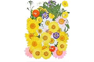 TOWNUS 40pcs Natural Dried Flowers Mixed Multi Color Pressed Flower Mini Sunflowers Hydrangea Daisy for Art Craft DIY Resin Nail Art Floral Decors
