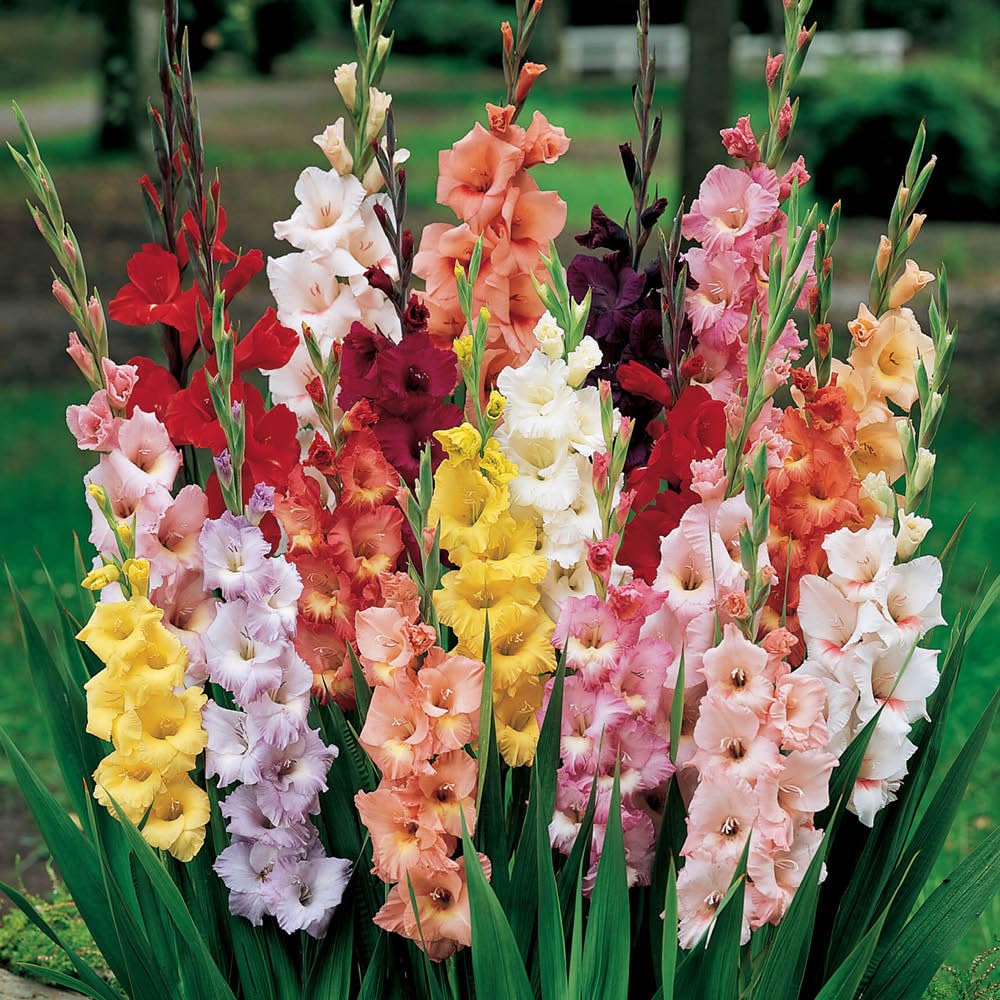Gladioli Bulbs Mixed Colours - Pack x 100 Bulbs
