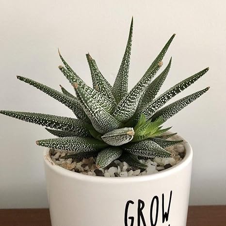 Amazon 種子 Haworthia Attenuata Var Radula ハオルチア ラデュラ ハオルシア 5粒 並行輸入品 観葉植物 オンライン通販
