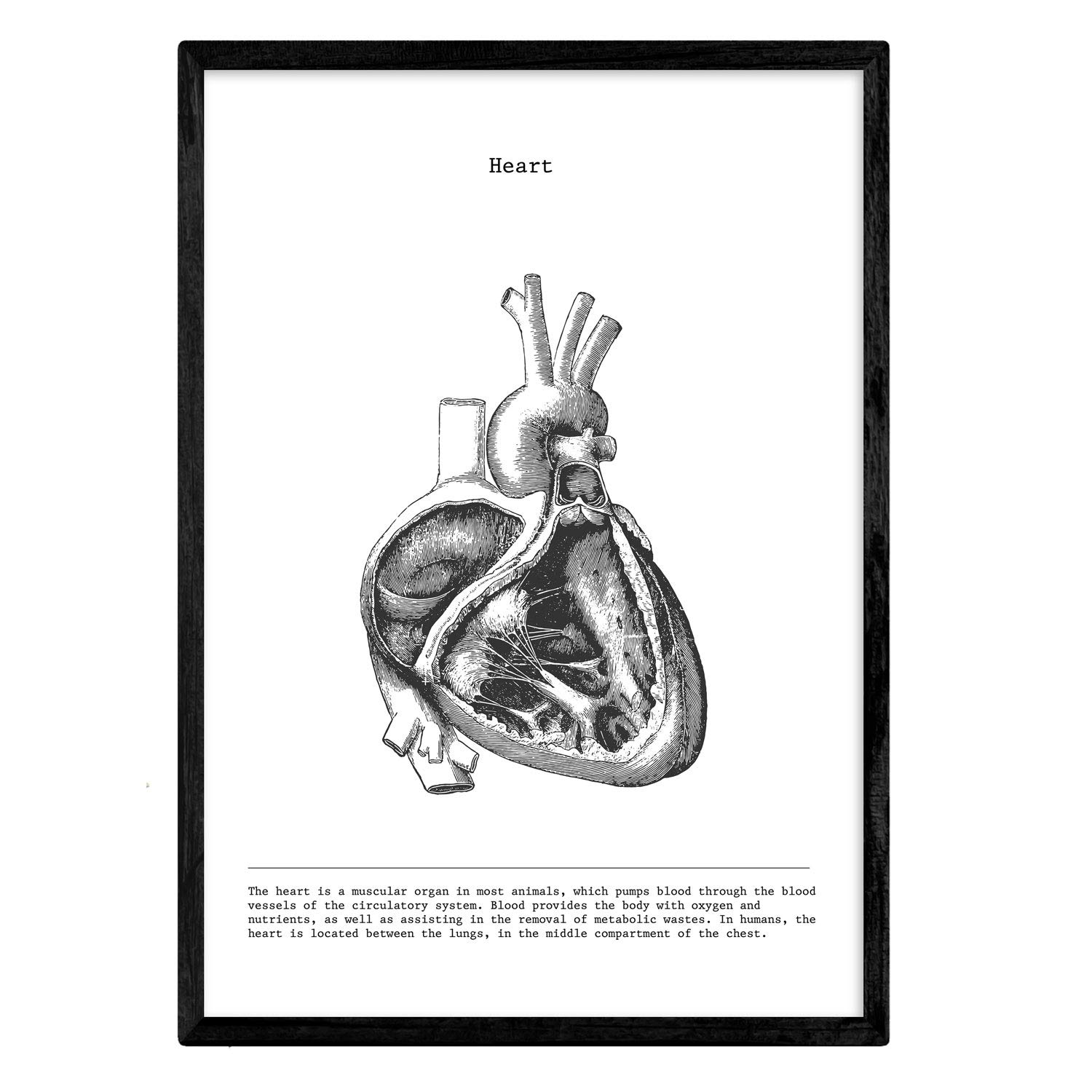 Nacnic Anatomy Poster. Vintage style wall decoration of bisected hearts, muscles and bones. Assorted black and white pictures of human anatomy and body parts. Size A4.