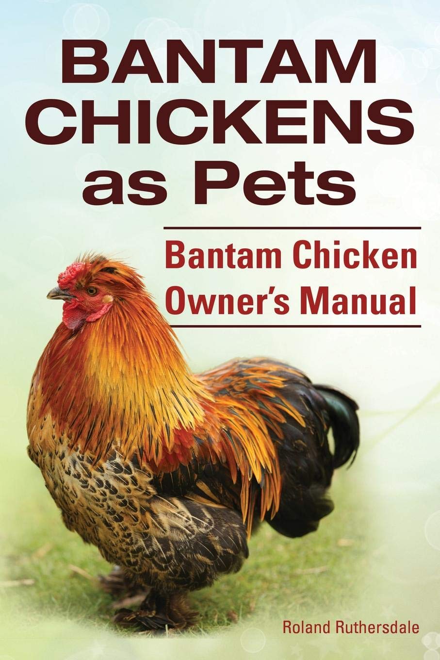 Bantam Chickens Bantam Chickens As Pets Bantam Chicken Owners