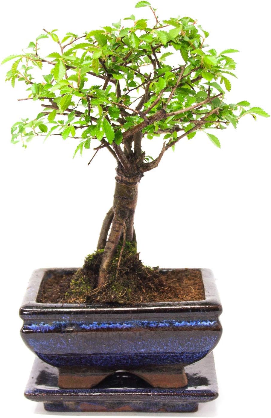 Indoor Bonsai Tree You Choose Size and Variety (Chinese Elm Broom