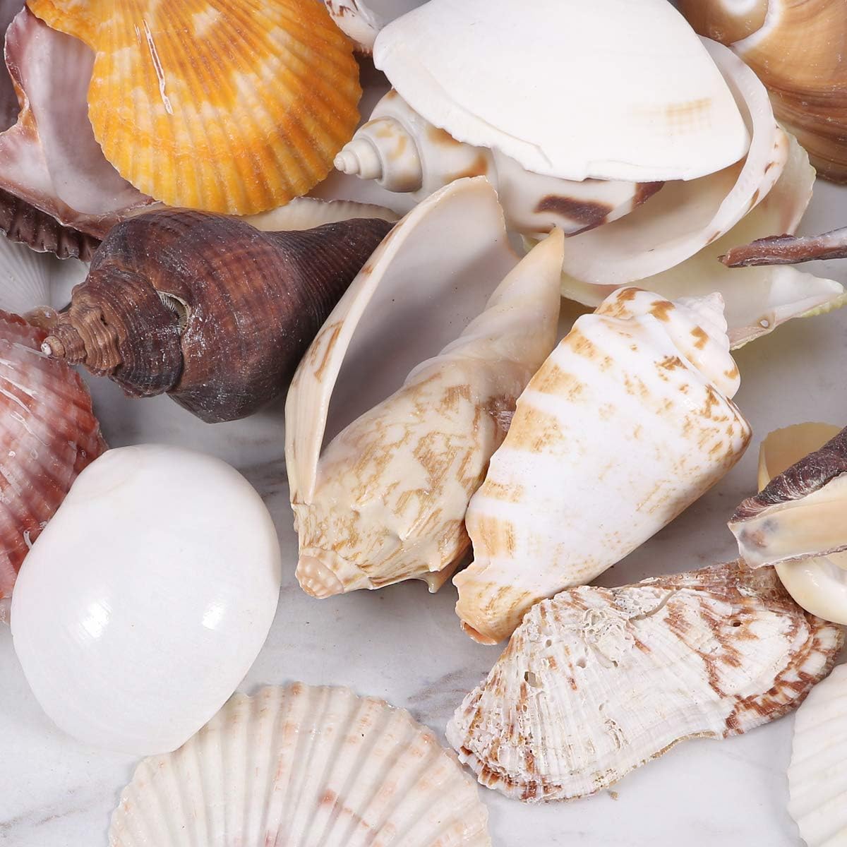 Supvox 250g Coquillages De Mer Mixte Plage Imperforate Naturel