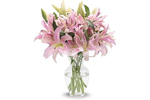 Stargazer Barn - 10 Stem Pink Oriental Lily Bouquet (Includes Glass Vase) - Fresh Flowers for Delivery - Gift for Anniversary, Birthday, Congratulations, Get Well, Graduation, Sympathy