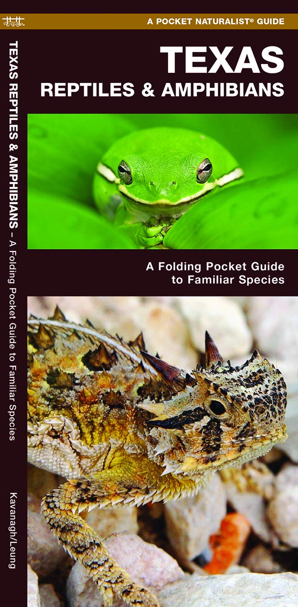 Texas Reptiles Amphibians A Folding Pocket Guide To Familiar Species Wildlife And Nature Identification Kavanagh James Leung Raymond 9781620053706 Amazon Com Books