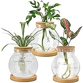 Handbanary Plant Propagation Station, Water Planting for Plants with Tray & Wooden Saucer, Hydroponics Plants Jars Home Office Desktop Decor, Glass Planters for Indoor Hydroponic Decor