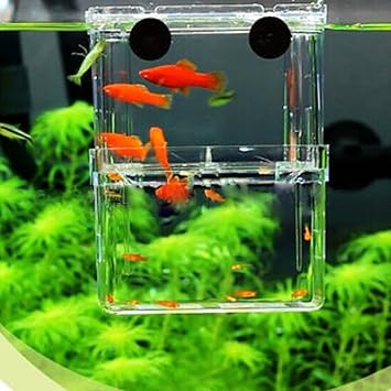 Amazon Angaou 多機能 魚 繁殖隔離ボックス 水槽 孵化 産卵箱 水族館アクセサリー 金魚 ビッグサイズ Angaou 繁殖用タンク 通販