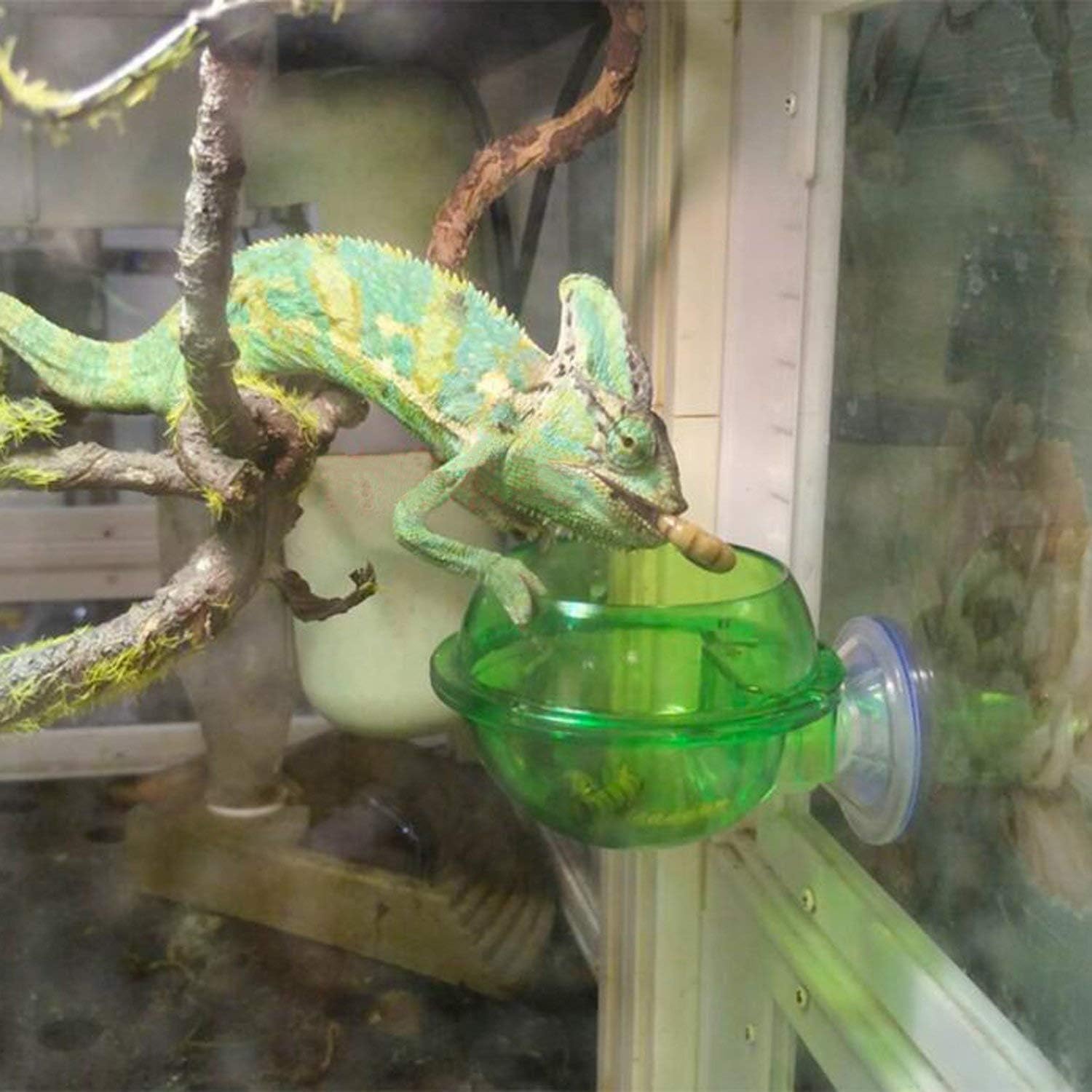 chameleon cricket feeder