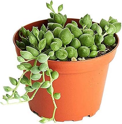 2 Pot Sedum Rubrotinctum Jelly Bean Pork And Beans Succulent Rooted Wedding Party Favors Miniature Garden Plants Home Living Vadel Com