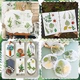 Cinvo 63 Pcs Real Dried Leaves with Tweezers Assorted DIY Craft Set 2023 view 7