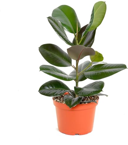 abono casero para monstera deliciosa Monstera Care Box