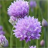 Newlands 8 Mixed Garden Herb Plug Plants – Ready to Pot, Labeled view 6