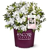 Perfect Plants Autumn Ivory Encore Azalea, 1 Gallon, Live Plant | Creamy white flowers rebloom spring to fall, zones 7-10, glossy evergreen foliage, rounded, partial sun