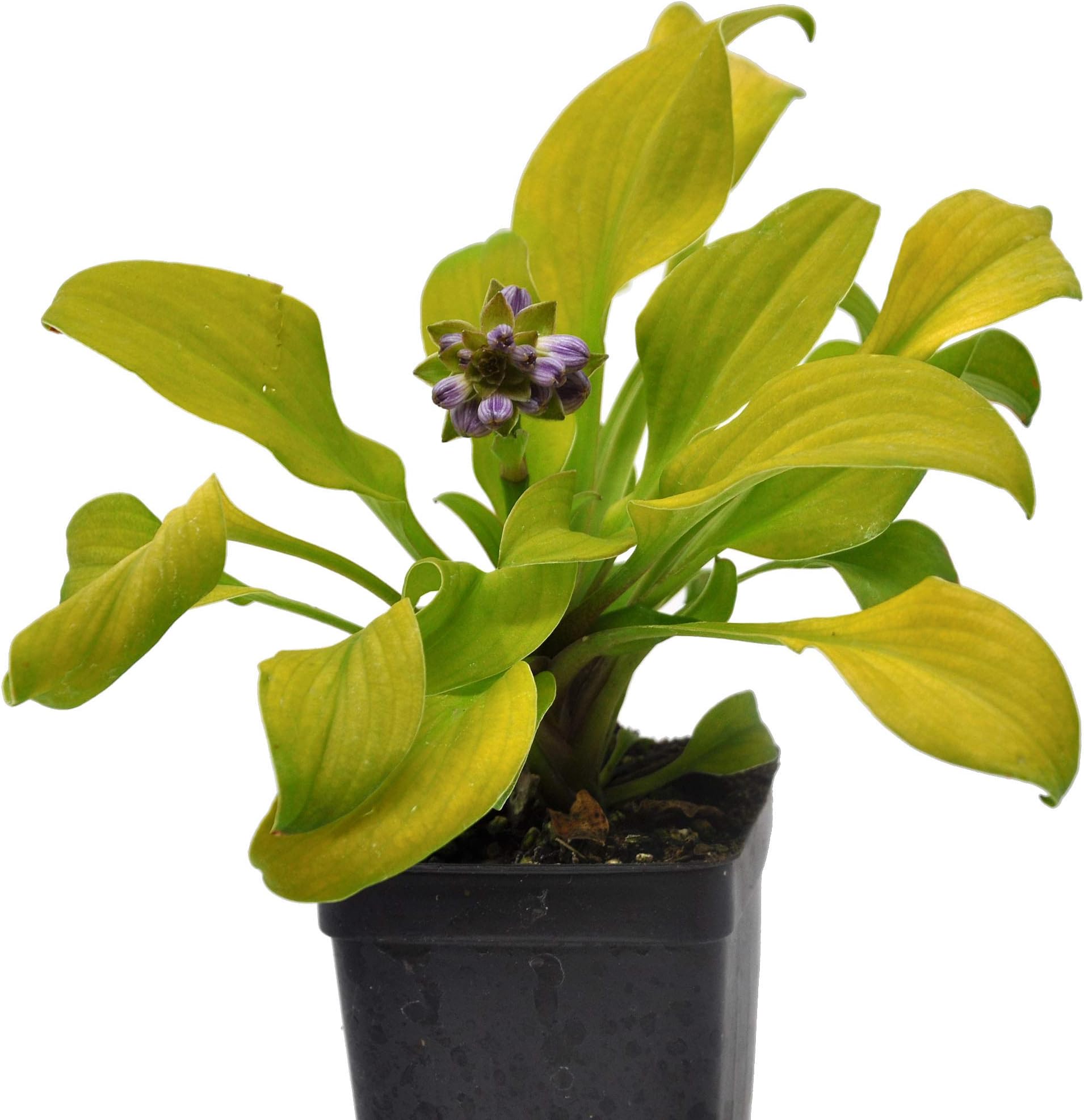 Hosta 'Sun Mouse' for Miniature Garden, Fairy Garden - 4" Pot Size