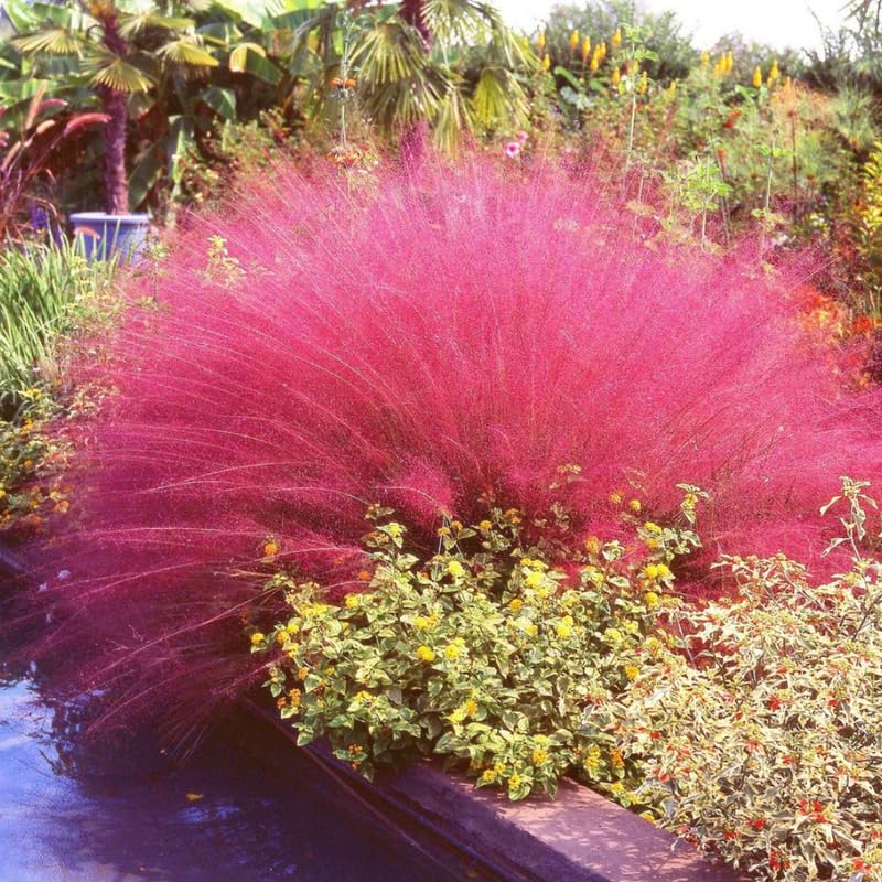 Ruby Muhly Grass Plant Live, Outdoor Landscape Grass, 5-9 Inch… at Amazon