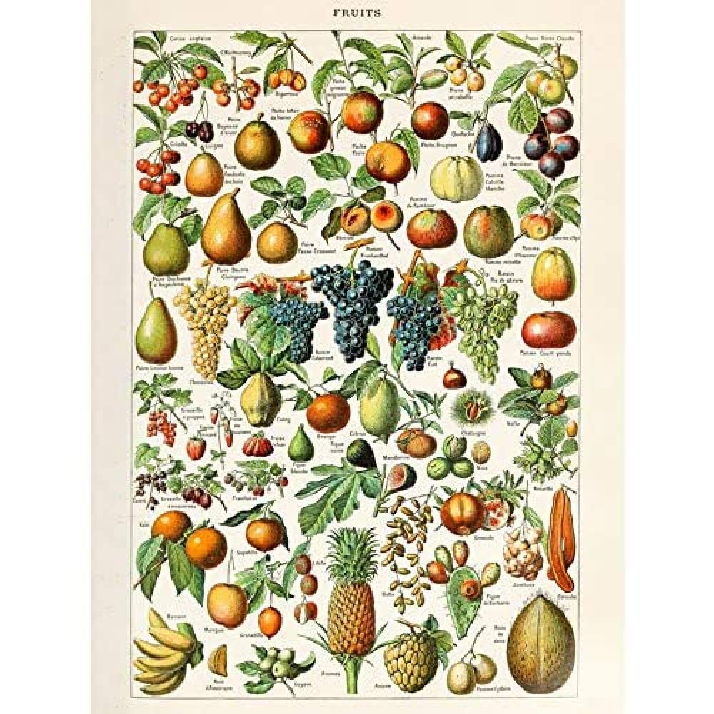 Artery8 Millot Encyclopedia Page Fruit Grape Pineapple Unframed Wall Art Print Poster Home Decor Premium
