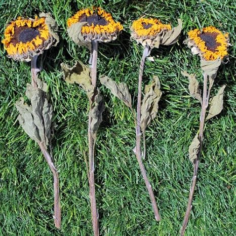 Amazon.com: Dried Sunflowers Bunch 