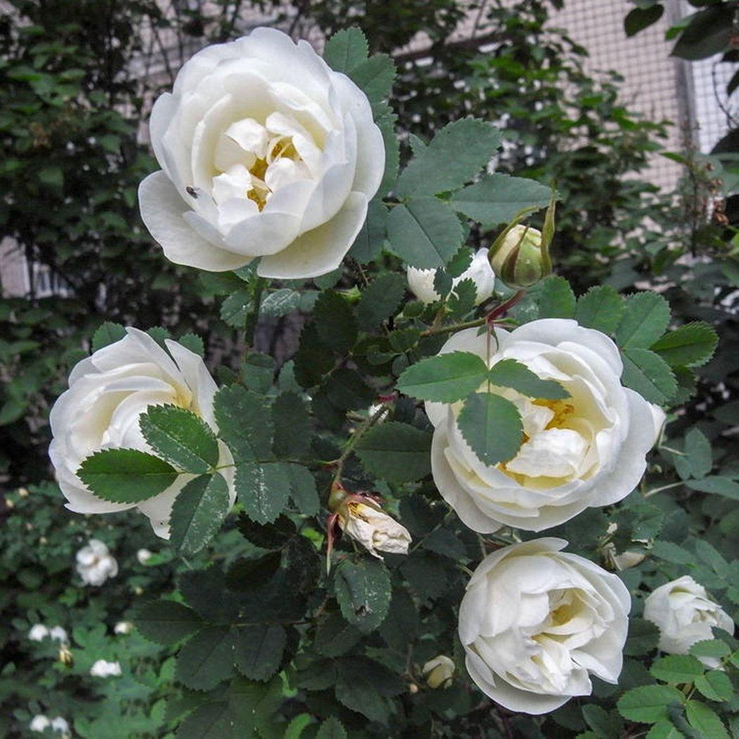 Edited Neue schöne entzückende Blume wohlriechende Blüte weiße Rosen Samen Bonsai Rose Rosensamen Dekorationen Bonsai, 20 Stück