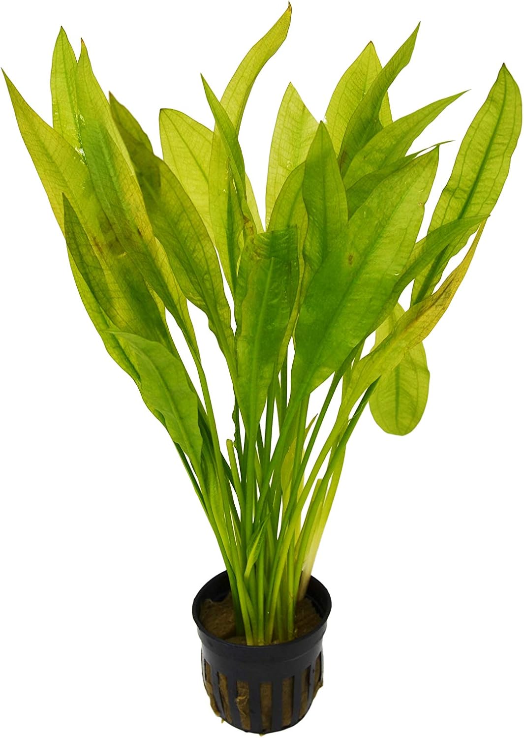 Aquatic Echinodorus Bleheri 'Amazon Sword