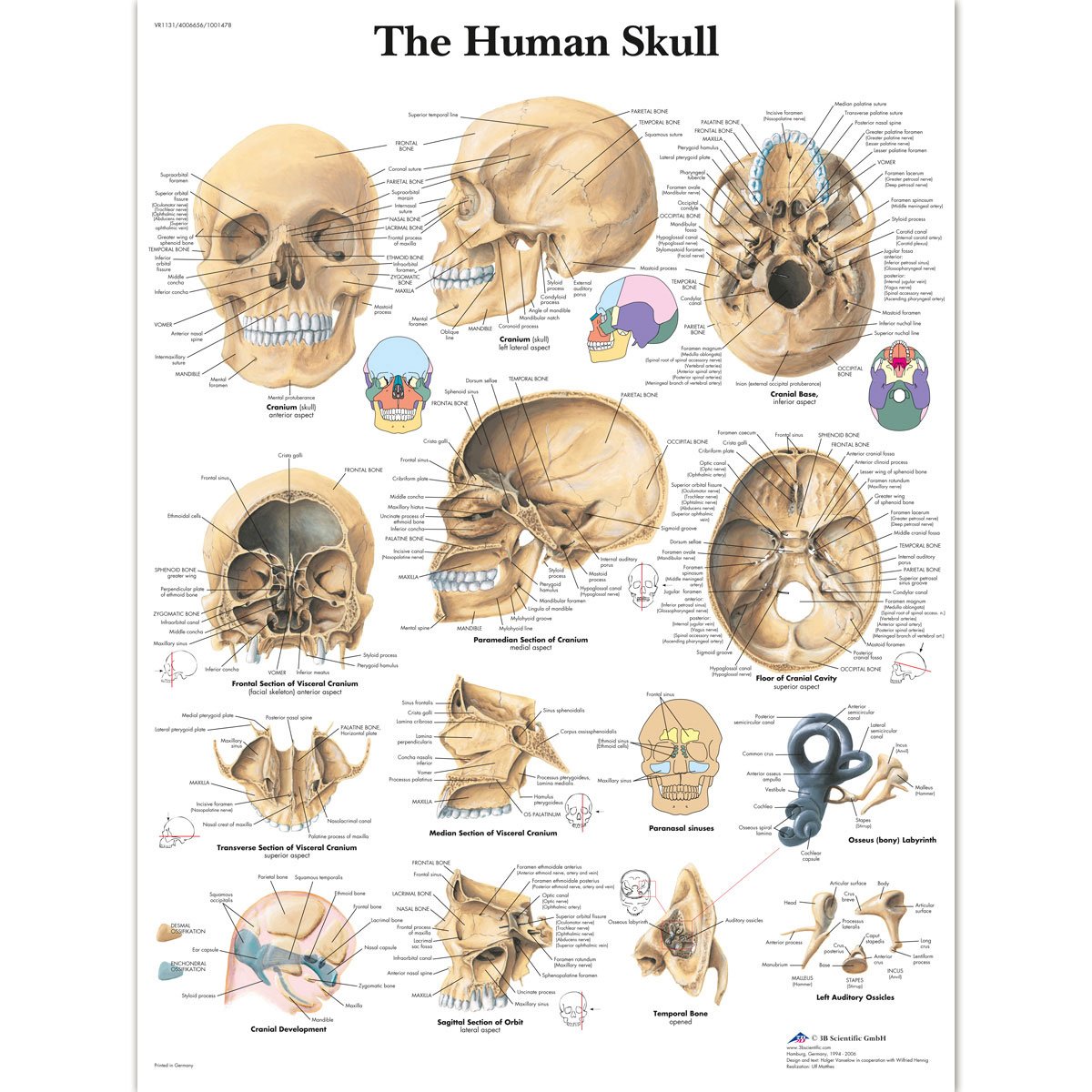 3B Scientific Human Anatomy - The Human Skull Chart, Laminated Version