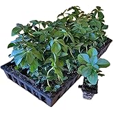 Pachysandra Terminalis Hardy Groundcover 50 Plants 2" Peat Pots