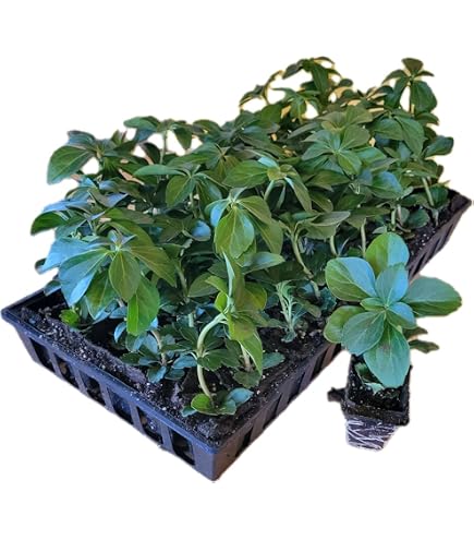 Amazon.com : Dwarf Mondo Grass | 72 Live Plants | Ophiopogon
