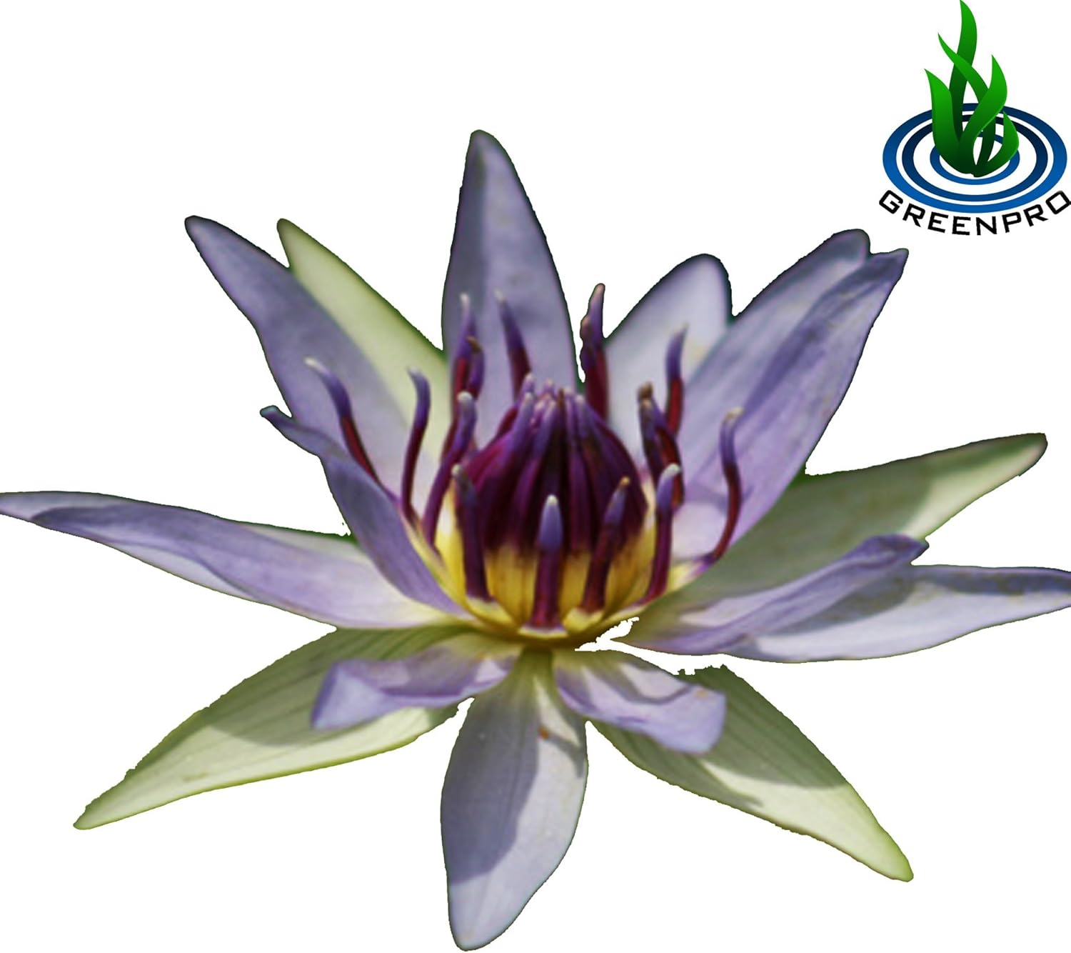 Amazon Com Nymphaea Colorata Hardy Water Lily Tuber Live Water