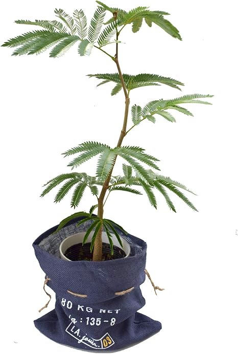 Amazon Co Jp 花由 観葉植物 エバーフレッシュ 5月29日 6月11日の間でお届け ホーム キッチン