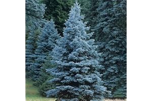 GMBTHO Colorado Blue Spruce Seeds for Planting (Picea pungens) Bonsai Tree Seeds Non GMO Heirloom for Privacy or Landscaping 50+