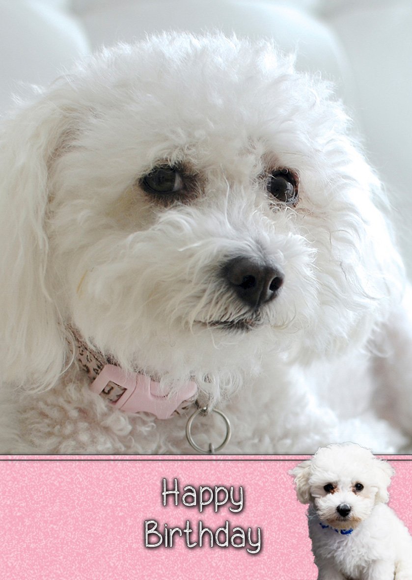 Bichon Frise Birthday Card Buy Online In Grenada At Grenada Desertcart Com Productid 75399458