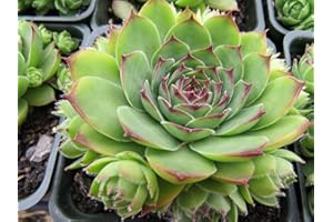 Portal Cool Seeds: 100 Seeds Hen & Chicks Mix Sempervivum Hybridum Seeds Sedum Seeds