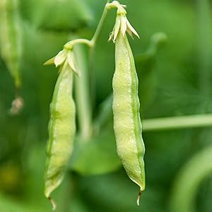 Organic Garden Yellow Pea Seeds - 5 Lb ~10,000 Seeds - Non-GMO Heirloom Yellow Sprouting Pea Seeds for Microgreens Pea Shoots, Outdoor Gardening, Indoor Sprouts, Cover Crops, Organic Micro Greens Kit